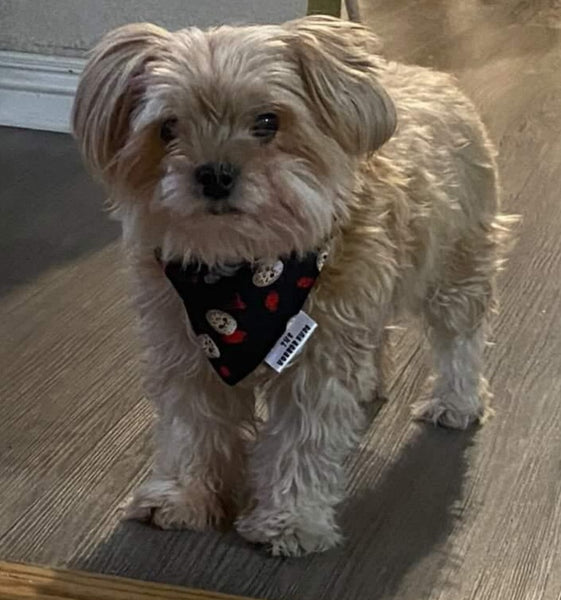 Horror Pups Bandana - Jason